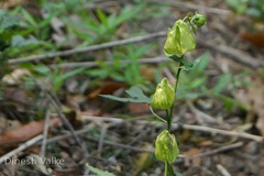 Abelmoschus angulosus var. grandiflorus